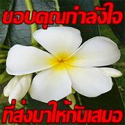 Plumeria of happiness cheer in factory