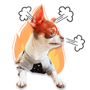 Salim the Funny Dog