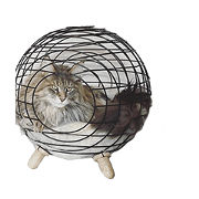 DecoraMeow Sticker