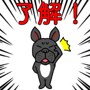 French is bulldog 3