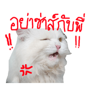 nekowhite