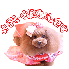 Toy poodle LALA'S Sticker