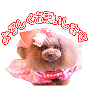 Toy poodle LALA'S Sticker