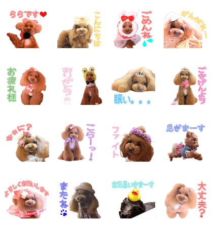 Toy poodle LALA'S Sticker
