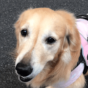 Goldenretriever MOMO 2