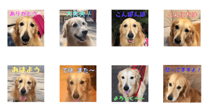 Goldenretriever MOMO 2