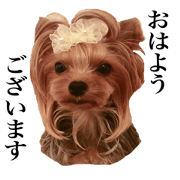 yorkieFUUchan3