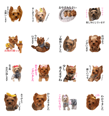 yorkieFUUchan3