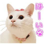 SHIRASU'S Sticker