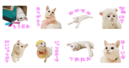 SHIRASU'S Sticker