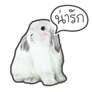 Frosty Bunnies