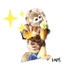 squirrel monkey Louis