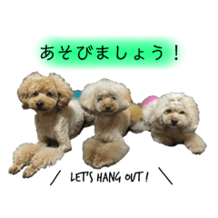 Three Toy Poodles