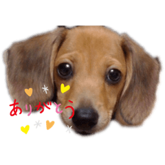 my dachshund and cat