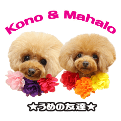 Ume's Friends[Kono&Maharo]Vol.2