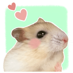 Dairy use Photo Sticker of hamster
