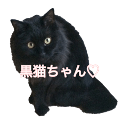cute black cat sticker