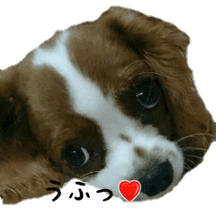 可愛いキャバリア Line スタンプ Line Store