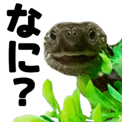 うちのカメちゃん Line スタンプ Line Store うちのカメちゃん Line スタンプ Line Store