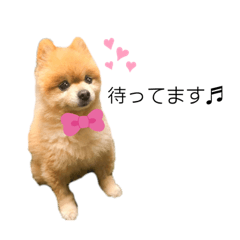 ポメラニアンスタンプ チャコ Line スタンプ Line Store ポメラニアンスタンプ チャコ Line スタンプ Line Store