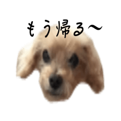 Hirochan of Toy Poodle 2