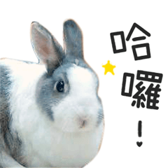 My dear rabbits
