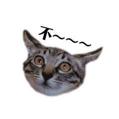 一隻黑貓和一隻虎斑的媽，日常用語