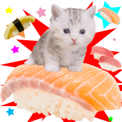 Cat sushi manchi