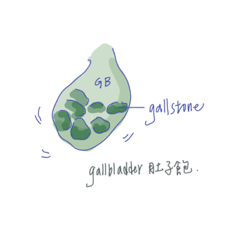 organ_gallbladder