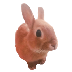 Tawashi the rabbit