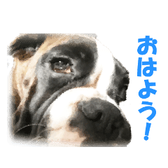 Riesen Stern Boxer ボクサー犬スタンプ Line スタンプ Line Store