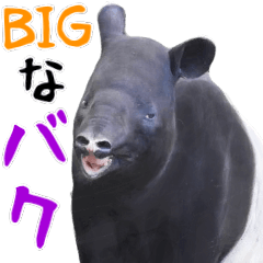 Photograph of the big tapir