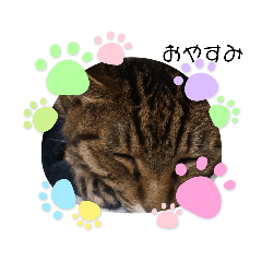 chihio yoshio_20210218cats