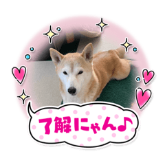 asuka_shiba dog 2
