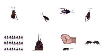 it's Cockroach