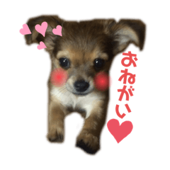 Chihiro_20210218194648