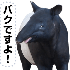 Message of the tapir