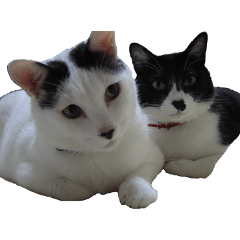 シロとクロ猫の写真