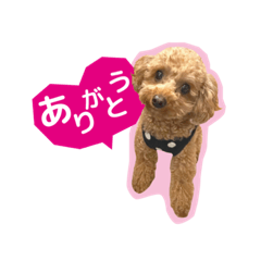 Toy Poodle Aroha