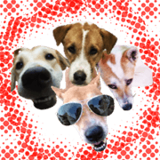 Giggle dog gang