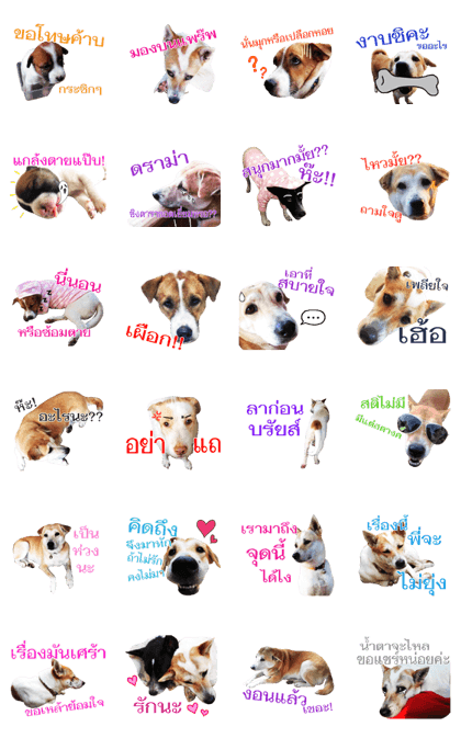 Giggle dog gang