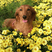 Dachshund Kafe's Memoirs