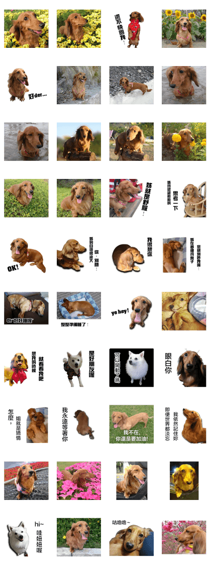 Dachshund Kafe's Memoirs