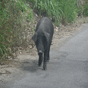 Black bean pig