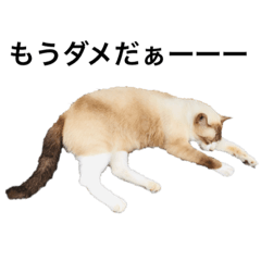 mimi_20210219004052