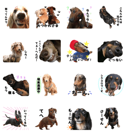 Daily life of five dachshunds.