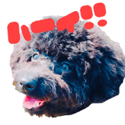 Three toy poodles sticker