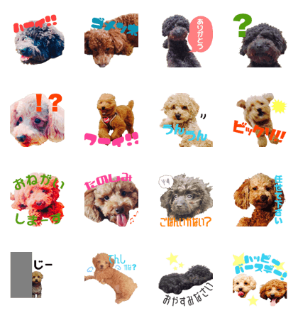 Three toy poodles sticker