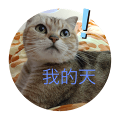 Cookie喵來啦！〈笫四彈〉