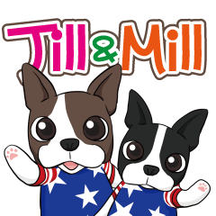 Boston terrier Jill&Mill